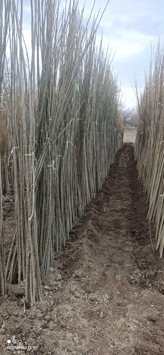 продава тополови фиданки