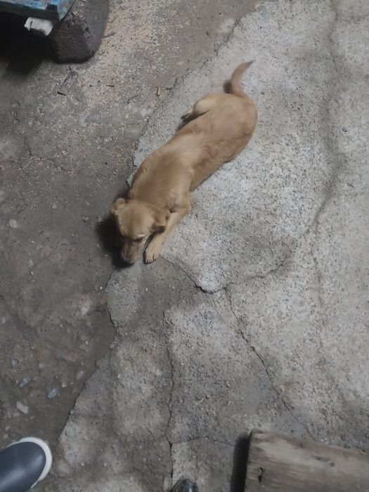 Отдам щенка девочка