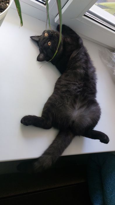Отдам в добрые руки кошечку