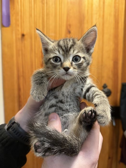 Ищут дом котята