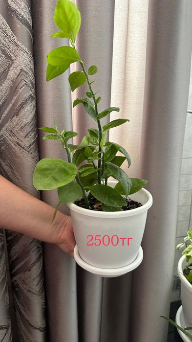 Продаю растения.