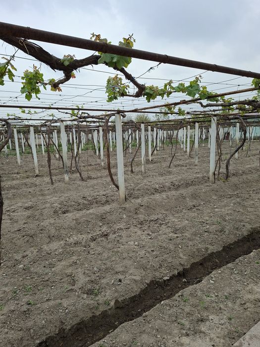 Ёрмазорда 3 та 9 сотихлик участка. Катедж куриб сотувчилар учун аъло и