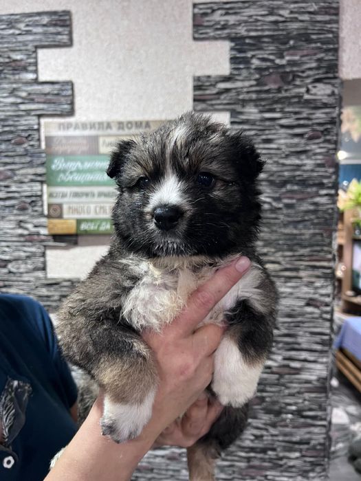 Щенки ищут дом и заботливых хозяев!