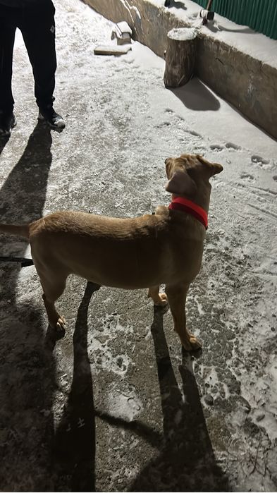 Лабрадор девочка