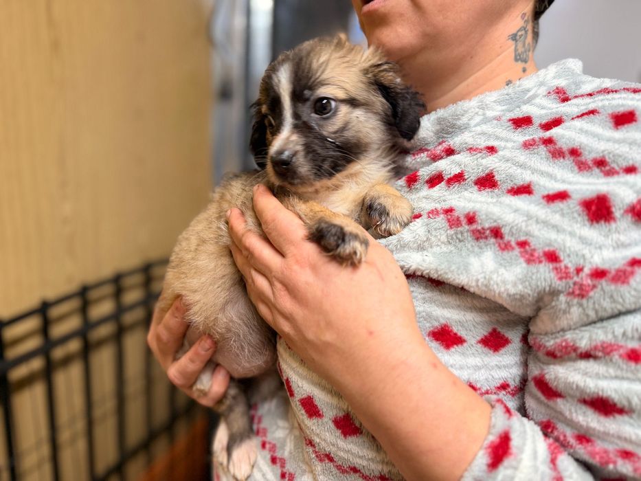 Puiuți de cățeluș își caută căsuța