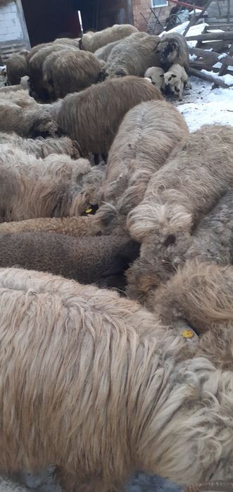 Oi fătate 10-15 bucăți