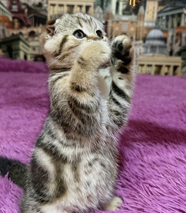 висЛоуХие ШотЛанДские