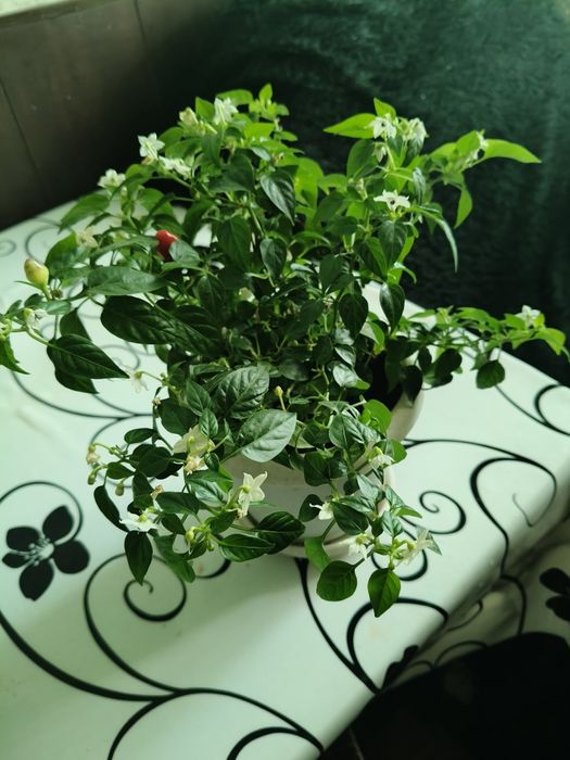 Продам. Декоративный перчик.