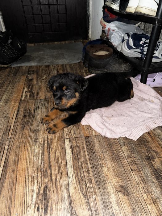 Щенки Ротвейлеры!