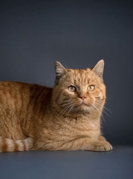 Кот Бусик вакцинирован