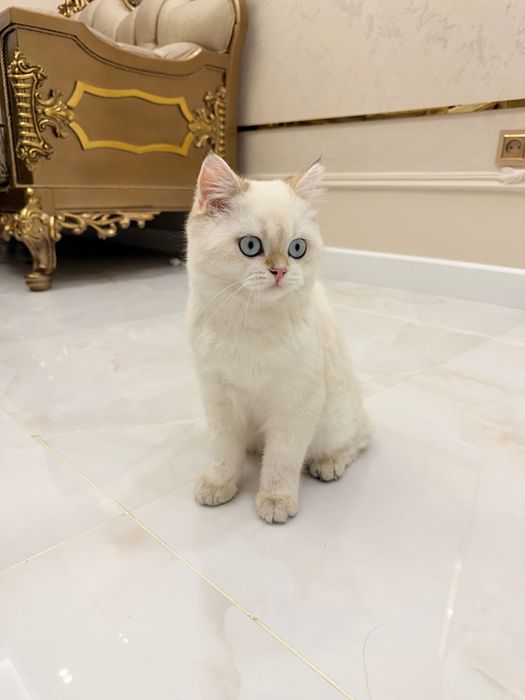 Короткошёрстная белая шиншилла