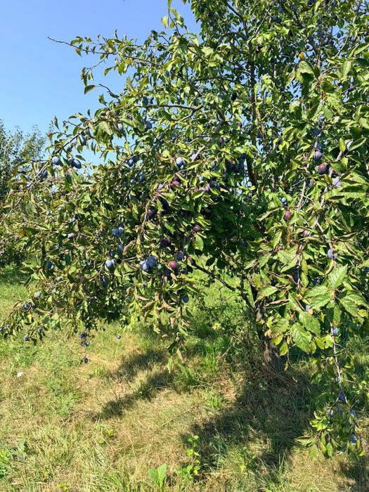 Prune de vanzare