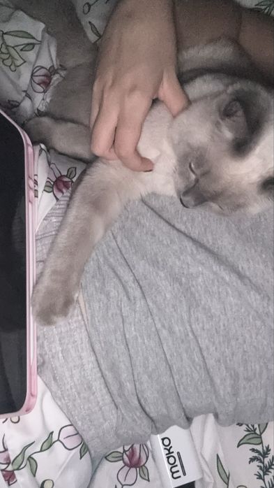 Отдам кота в хорошие руки
