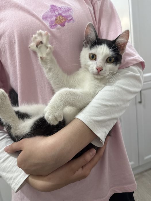 Отдам котенка в добрые руки