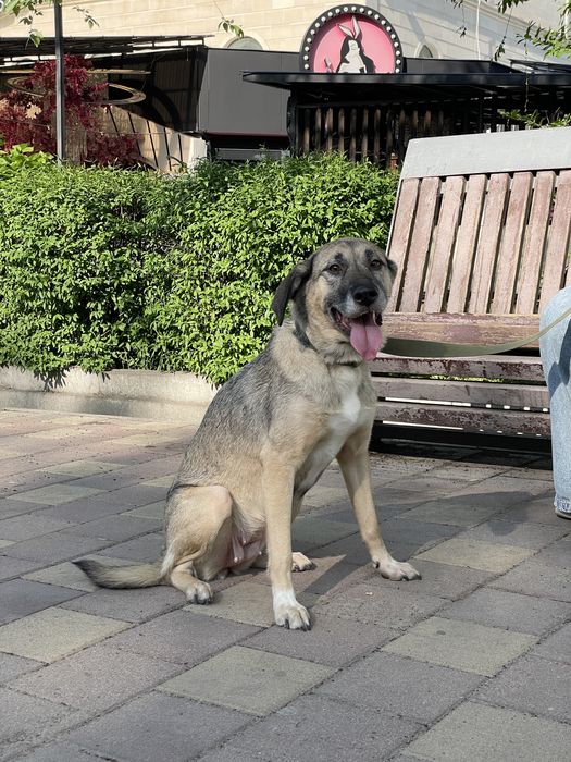 Отдам собаку в добрые руки