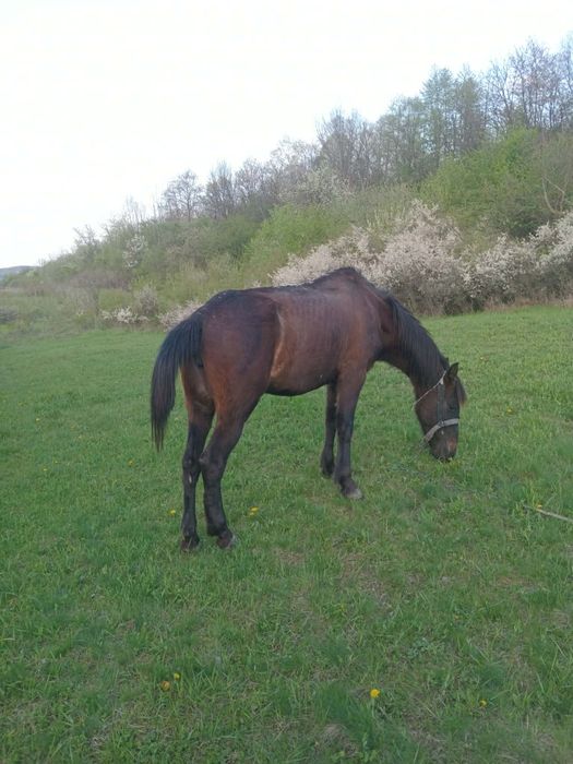 Iapă de 8 ani de vânzare