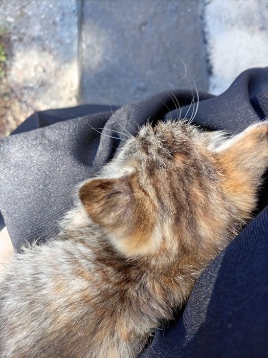 Отдам котёнка в хорошие руки