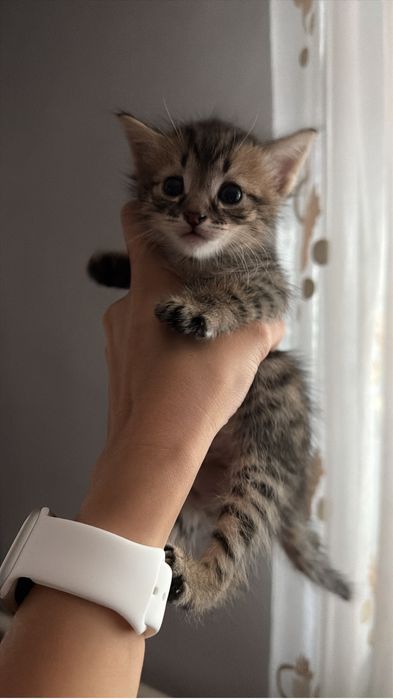 Отдам котят в добрые руки
