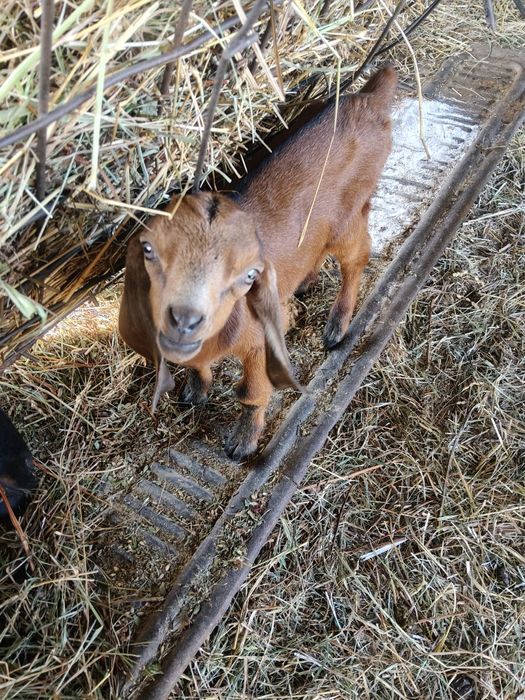 Козлята , самцы, 2 шт нубийцы