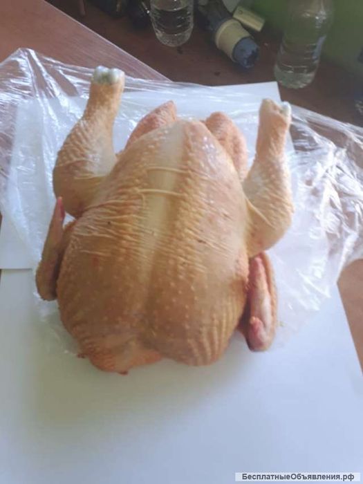 Цыплята бройлер мясо куриц