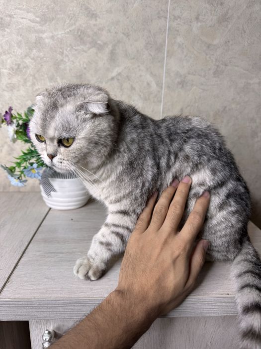 Scottish Fold sotiladi