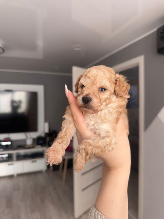 Щенок той-пудель, мальчик