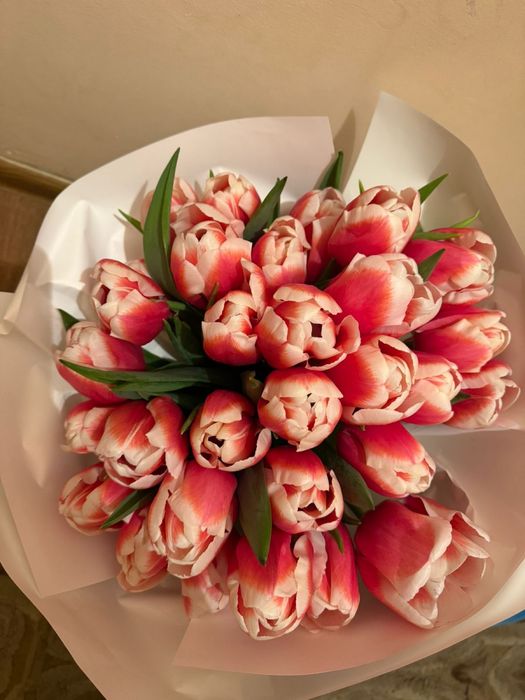 Цветы тюльпаны свежые