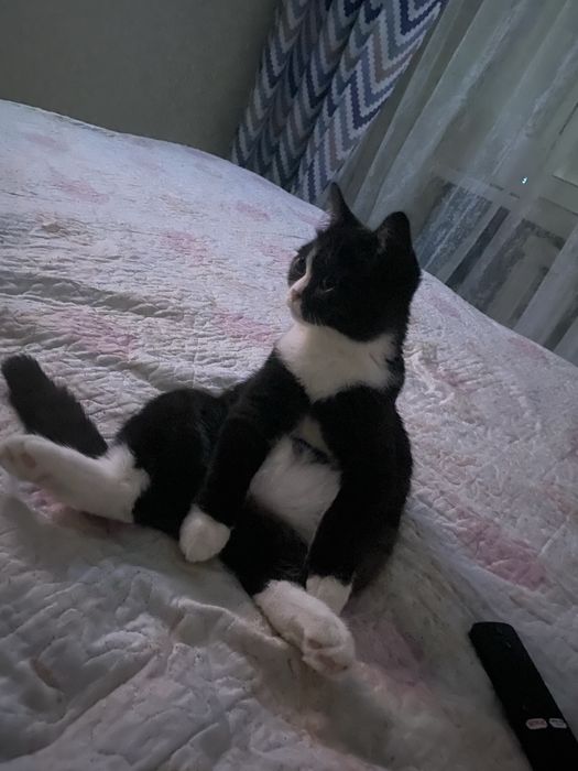 Отдам кошечку Хильду