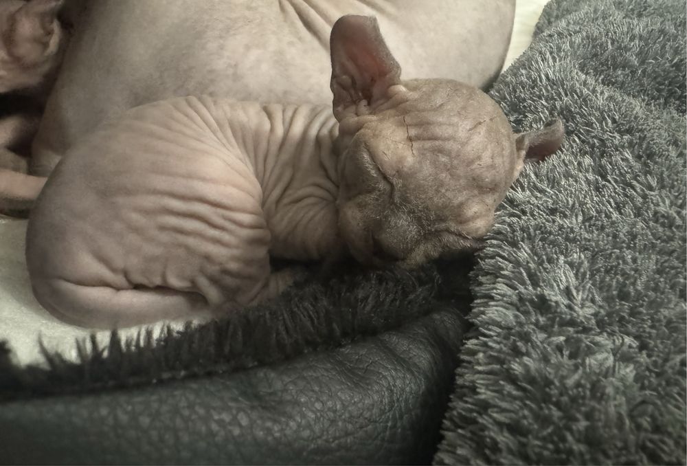 Продаются котята сфинкса - эльфа