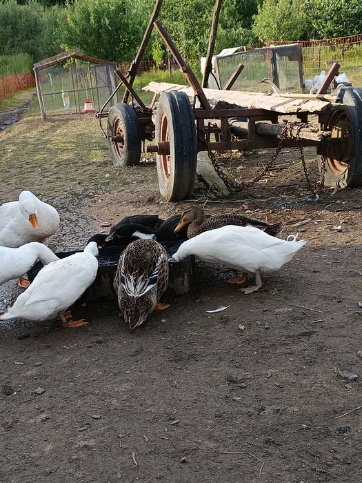 De vânzare boboci,pui de curca, rațe.