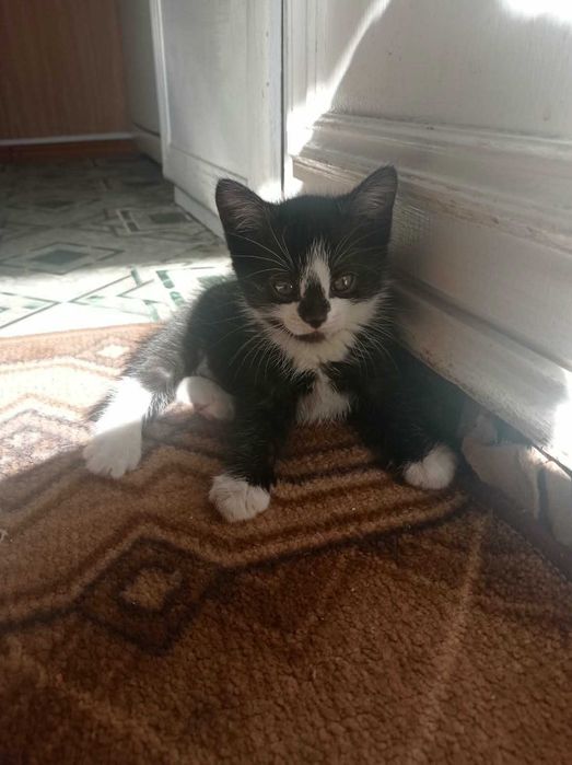 Отдам котят мальчик и девочка