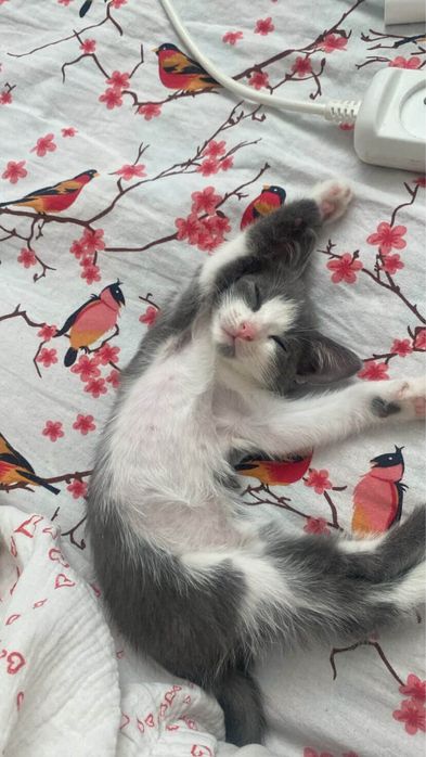 Котенек отдам беслатно