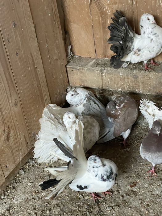 Porumbei voltați de vânzare