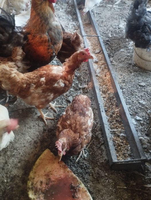 Ломан Браун и ломан Вайт