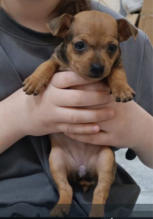 Продам карликовый пинчер девочка