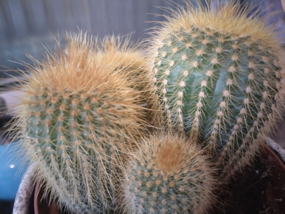 Екзотичен кактус от Малта