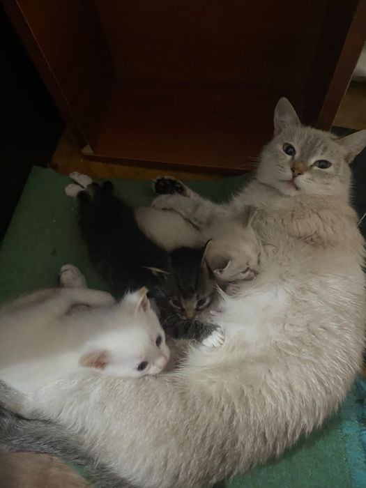 Отдам котят в добрые руки
