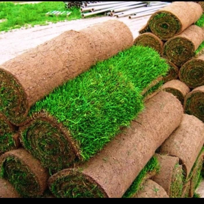 таёр рулони газон ёткизамиз ва газон уруг сепамиз