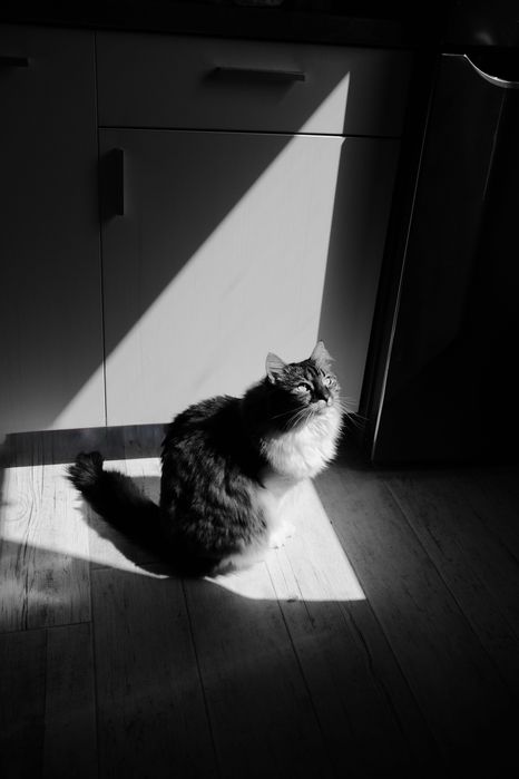 Домашно коте търси нов дом