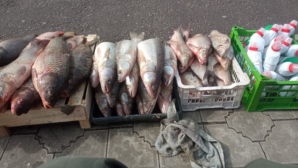 продаю свежую рыбу