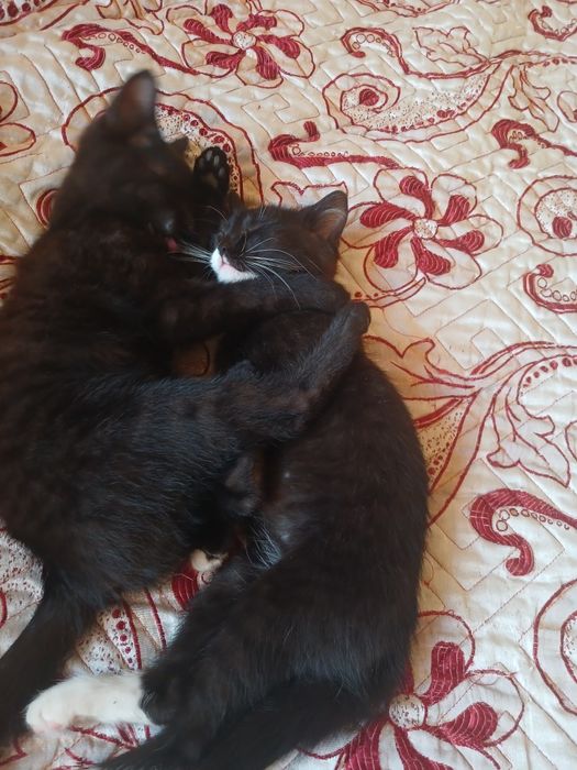 Отдам котят в добрые руки
