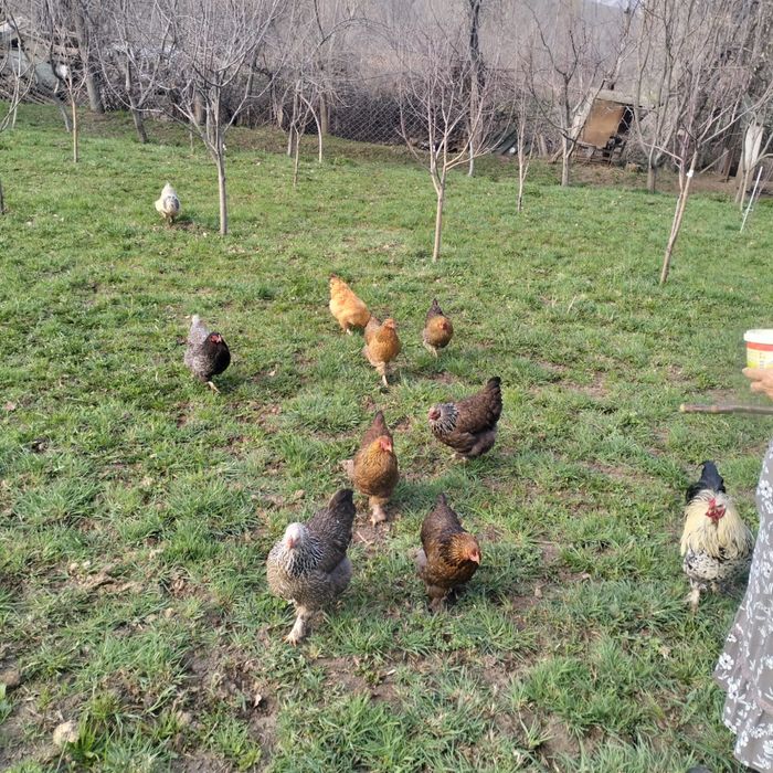 Продам курей домашних