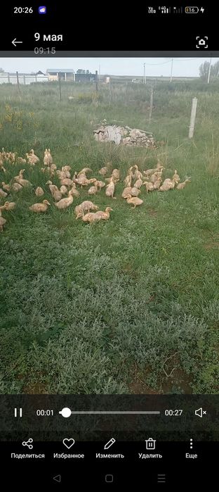 Продаются утки агидель