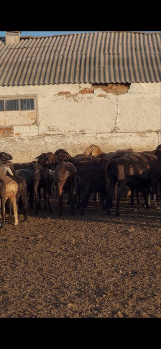 Продам Баран оптом 500 голов обший