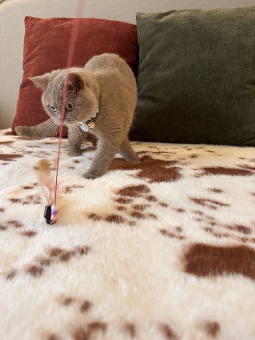 Котятa британские для вас!