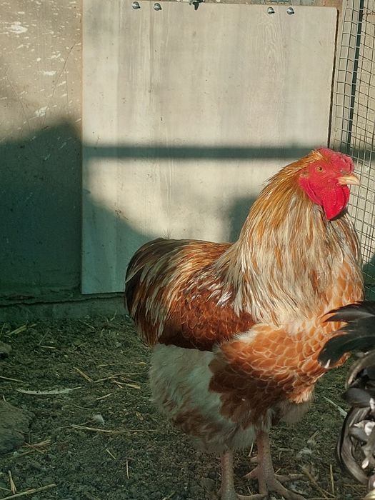 Продам породных петухов
