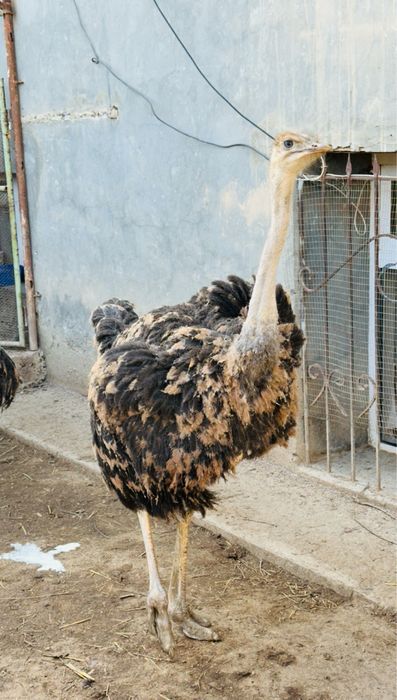 Tuyaqush 6-7 oylik srochna sotiladi( страус)