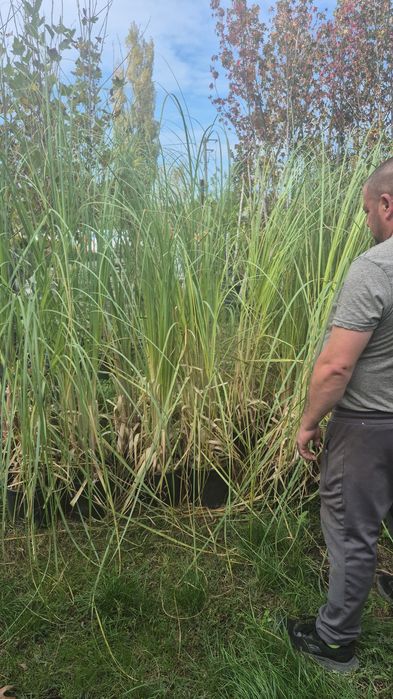 Prunus  laur englezesc  pothinia