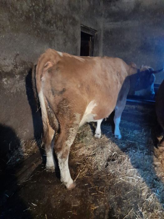 VACI BALTATE BOTOSANI visual data 2