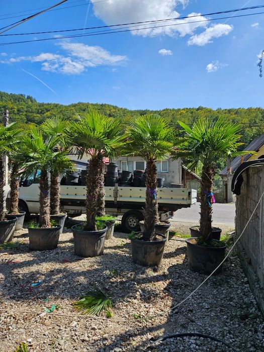 Plante ornamentale de cea mai buna calitate